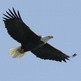 Video: Eagle Watch Tour