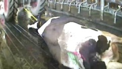 PHOTO: Hidden camera video led to criminal charges against employees at the largest dairy farm in Idaho, Bettencourt Dairies.