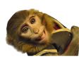 Iran space monkey