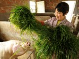 Pig farmer Pan Juying feeds grass to her pigs on her farm in Jiaxing in China's eastern Zhejiang province, March 14, 2013.