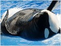 PETA buys 80 shares in SeaWorld to save whales