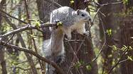 Delmarva Peninsula fox squirrel makes recovery