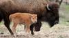 PICTURES: Baby Bison at the Lehigh Valley Zoo