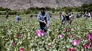Afghanistan opium poppy production increasing, U.N. says
