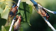 Invasion of the 17-year cicada: Predators, even people, will feast