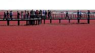 Offbeat Traveler: Red Beach in Panjin, China