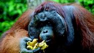 Borneo: Tour promises adventure, apes, aerial walkways and more