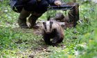 Rosie Woodroffe of Institute of Zoology free a badger with electronic collar 