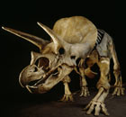 A Triceratops skeleton