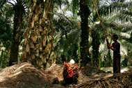 Indonesia Goes Green to the Dismay of Palm Oil Producers