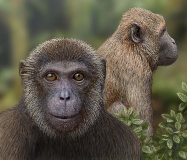 An artist's illustration shows Rukwapithecus (front, center) and Nsungwepithecus (right). (Photo: Mauricio Anton)