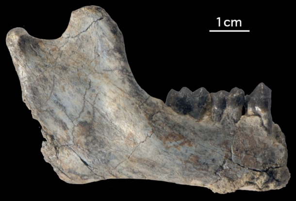 This jawbone fragment belongs to the oldest-known ape, genus Rukwapithecus. (Photo: Nancy J. Stevens)