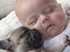 Baby and bulldogs