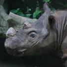 Rhino incest: Zoo breeds rhino siblings to save species [VIDEO]