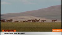 Tibetan Antelopes Migrate to Home on the Range