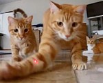 cats-laser
