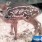 Wisconsin-kill-baby-deer