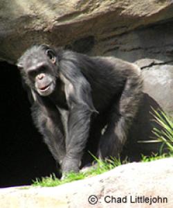 It is now thought that HIV came from a similar virus found in chimpanzees.