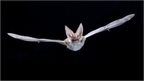 Grey long-eared bat (c) Anton Alberdi