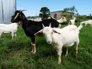 Malindana goats (Sisonke)