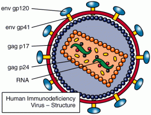 The structure of HIV