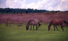 Ponies graze on heathland in the New Forest in Hampshire.