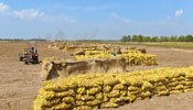Potatoes in China's Inner Mongolia entered harvest season