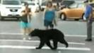Must See Video: Bear Runs Among Tourists