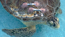 Dentist Mends Endangered Green Sea Turtle's Shell