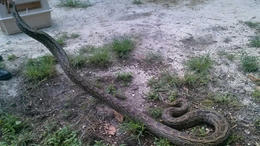Rock Python Strangled Siberian Husky in Dade: FWC