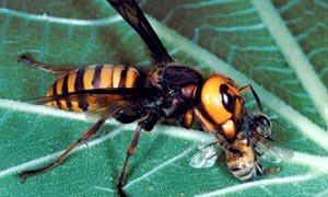 The Chinese city living in fear of giant killer hornets