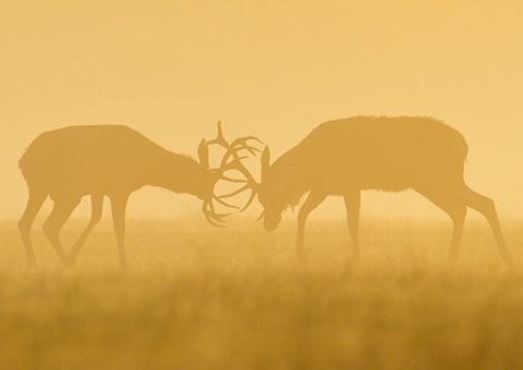Week in Wildlife : Two deer clash antlers during an early, autumn, misty morning in Richmond Park