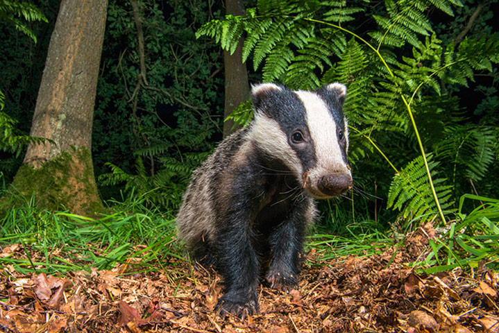 Big Pic - Badgers: badger in forest