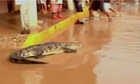 Crocodile on Acapulco street