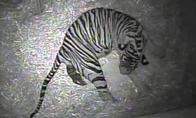 Tiger giving birth at London Zoo
