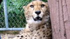 cheetah-zoo-revolution