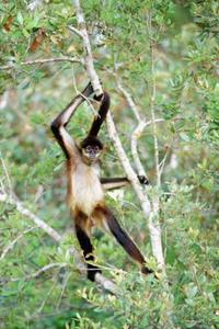 Spider monkeys use their long arms, legs and tail to swing from branch to branch in the canopy.