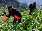 TAJUMULCO, Guatemala – Police officers eradicated a poppy plantation in the village of 11 de Mayo in the department of San Marcos, which is 215 kilometers northeast of the nation’s capital of Guatemala City, on Nov. 29. Poppy is the main ingredient used to make heroin. (Johan Ordóñez/AFP)