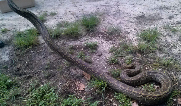 This 10-foot long African Python killed a 60-pound husky in SW Miami-Dade County on August 30. (Source: Florida Fish & Wildlife Commission)