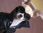 Montjiro, a Japanese chihuahua who is the best dressed dog on Instagram.