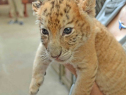 A liger cub (Source: Jungle Island)