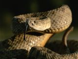 Photo: A coiled prairie rattlesnake