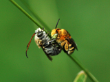 Photo: Two bees &quot;snuggling&quot;