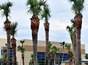 Trims weaken Space Coast palm trees
