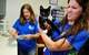 Animal shelters are trying a new strategy: mega adoption events. FLORIDA TODAY