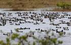 Ducks have been plentiful in Brevard County in recent months. FLORIDA TODAY FILE