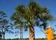 There has been a trend for homeowners and tree trimmers to over-trim their palm trees. Certified arborist Avalon Standstall shows the proper way a trimmed palm should look. MALCOLM DENEMARK/FLORIDA TODAY