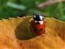 Image: Ladybug in Autumn