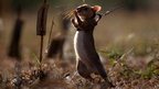 Giant rat training to sniff landmines