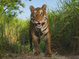 Photo: Camera trap shot of a tiger in the Kaziranga National Park